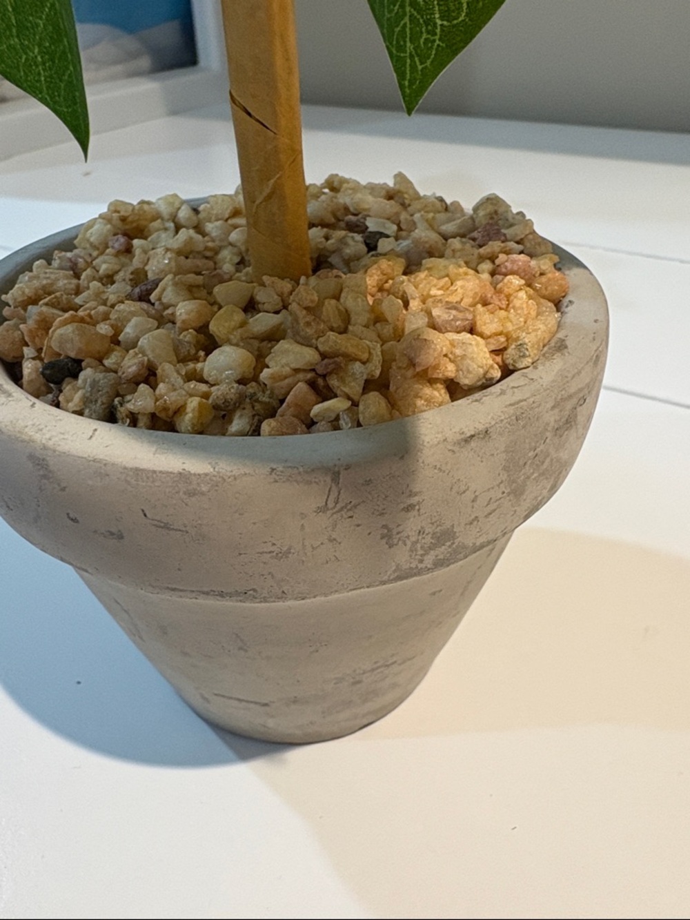 Yellow Lemon Topiary Plant in Ceramic Pot - Picture 2 of 2